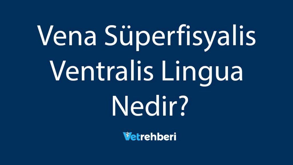 Vena Süperfisyalis Ventralis Lingua Nedir?