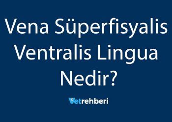 Vena Süperfisyalis Ventralis Lingua Nedir?