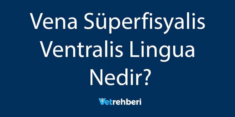 Vena Süperfisyalis Ventralis Lingua Nedir?