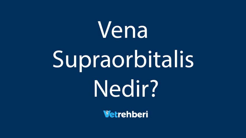 Vena Supraorbitalis Nedir?