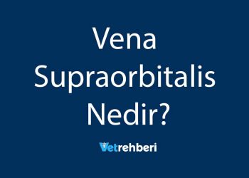 Vena Supraorbitalis Nedir?
