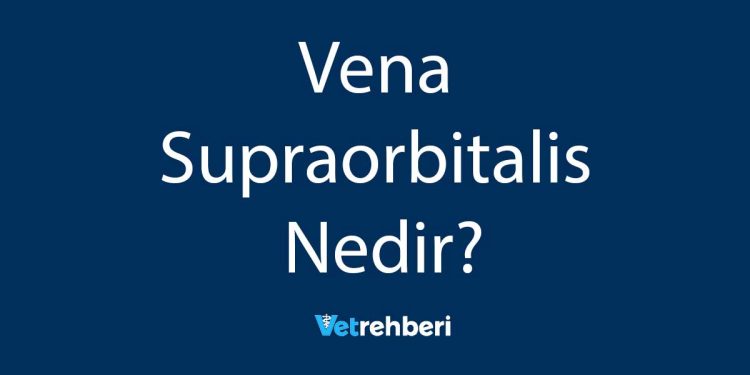 Vena Supraorbitalis Nedir?