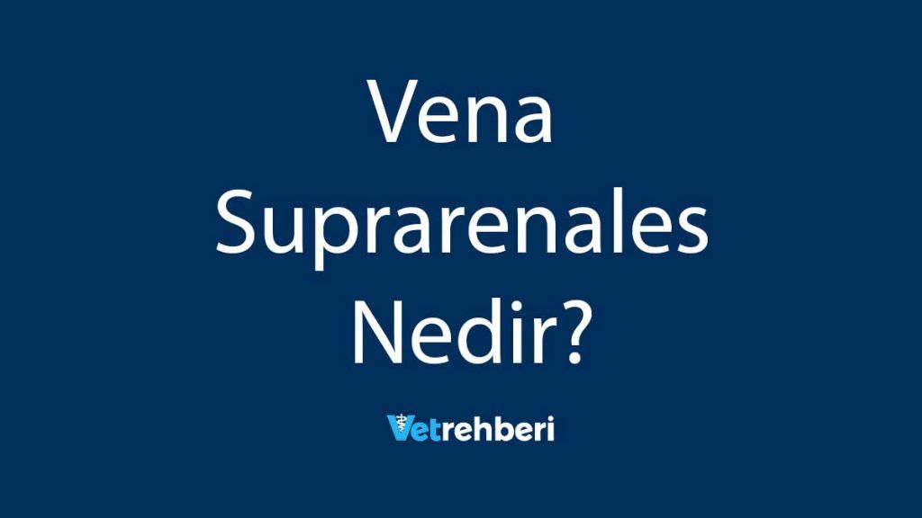 Vena Suprarenales Nedir?