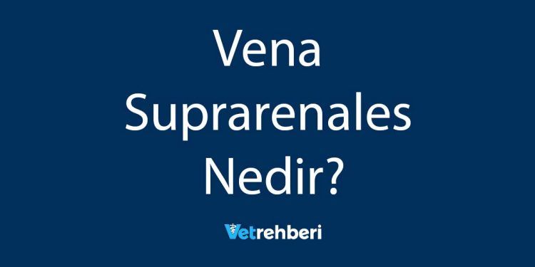 Vena Suprarenales Nedir?