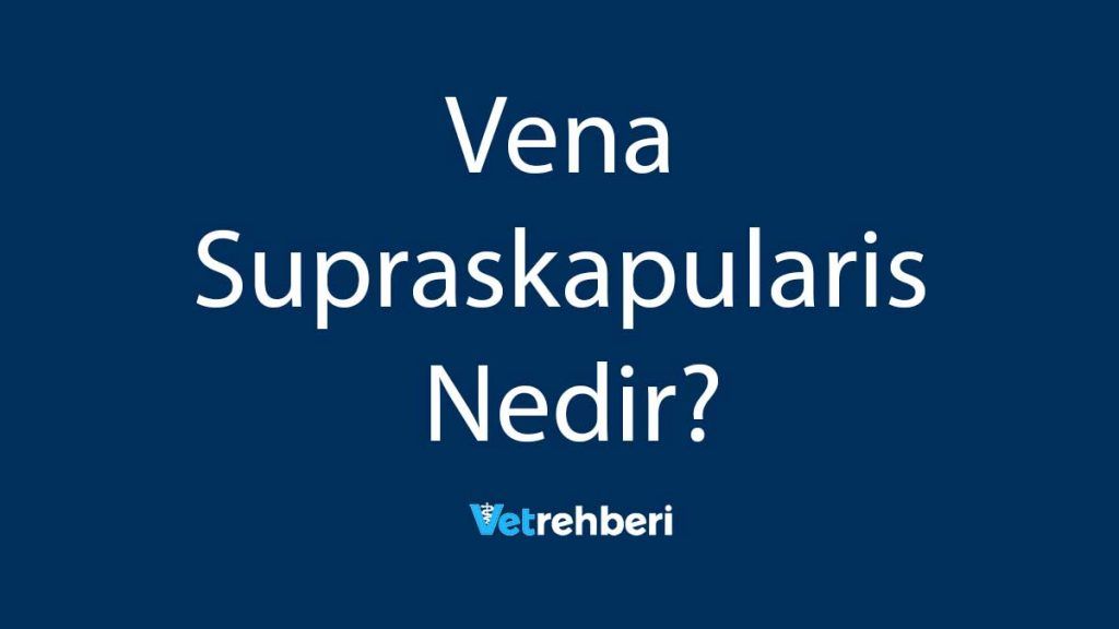 Vena Supraskapularis Nedir?