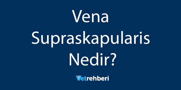 Vena Supraskapularis Nedir?