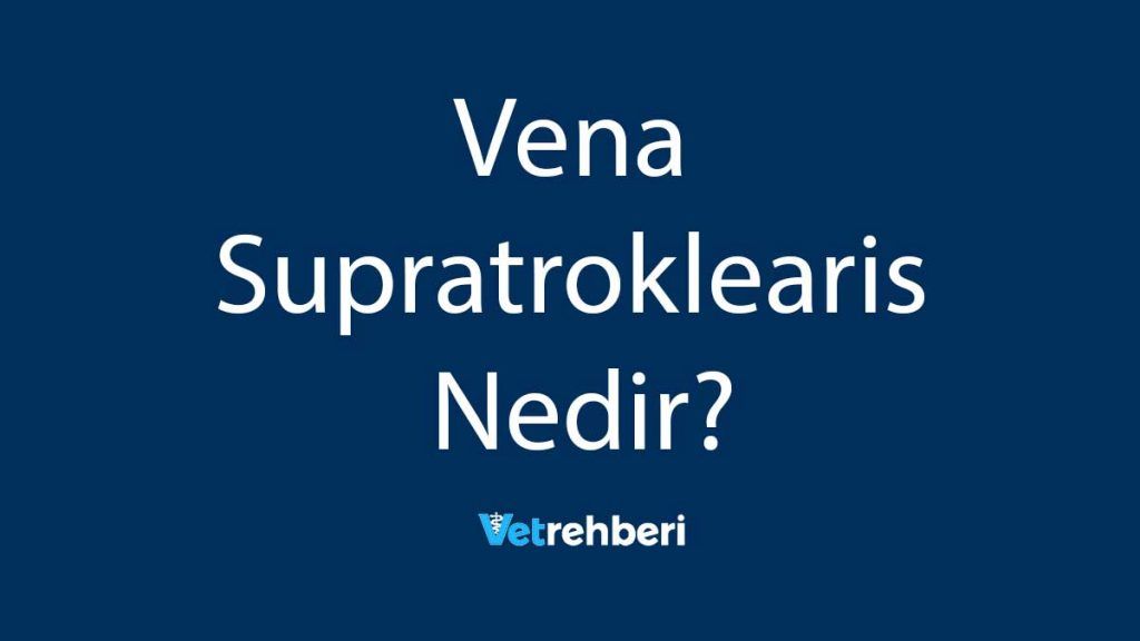 Vena Supratroklearis Nedir?