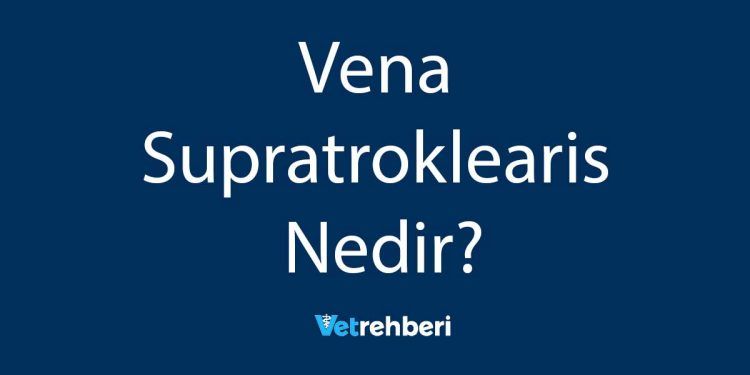 Vena Supratroklearis Nedir?