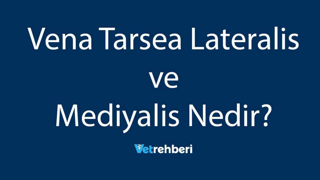 Vena Tarsea Lateralis ve Mediyalis Nedir?