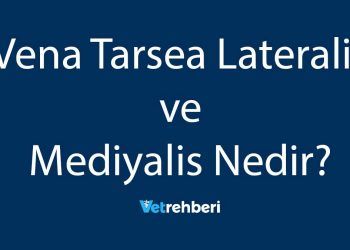 Vena Tarsea Lateralis ve Mediyalis Nedir?