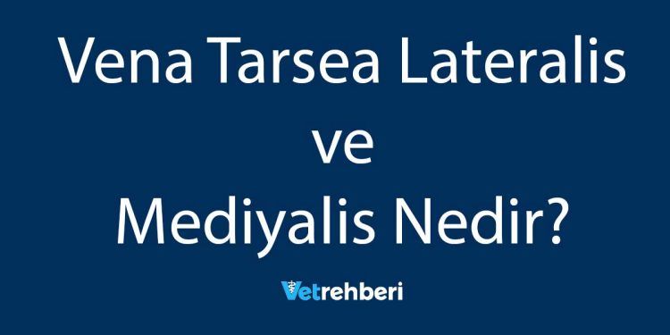 Vena Tarsea Lateralis ve Mediyalis Nedir?