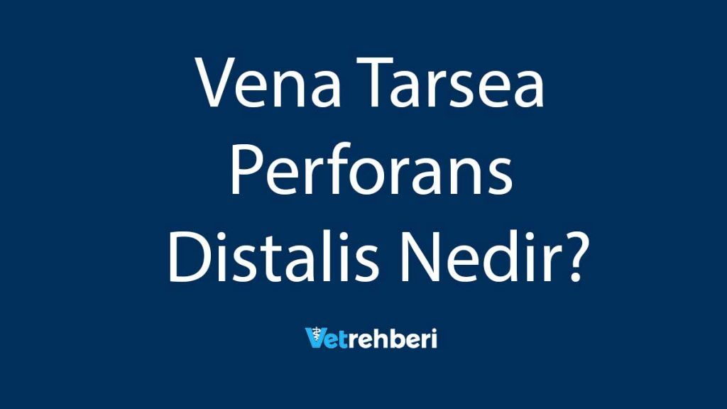 Vena Tarsea Perforans Distalis Nedir?