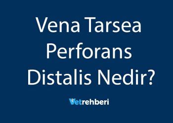 Vena Tarsea Perforans Distalis Nedir?