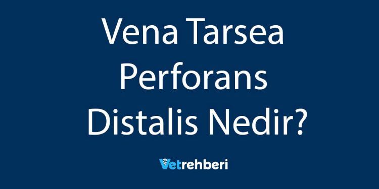 Vena Tarsea Perforans Distalis Nedir?