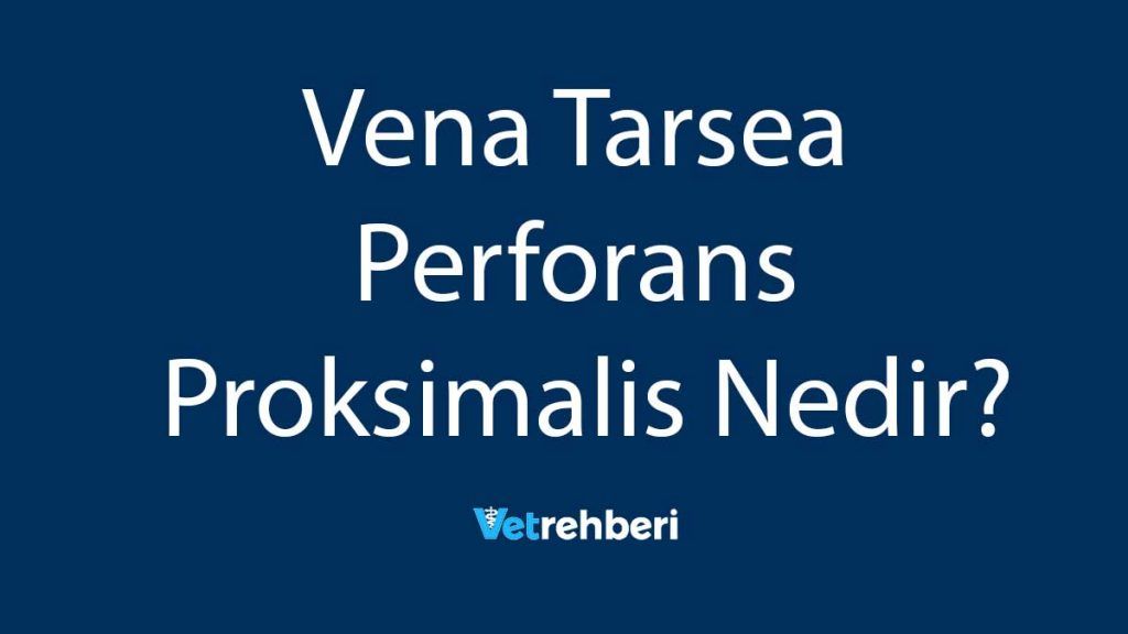 Vena Tarsea Perforans Proksimalis Nedir?