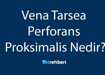 Vena Tarsea Perforans Proksimalis Nedir?