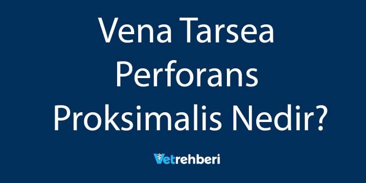 Vena Tarsea Perforans Proksimalis Nedir?