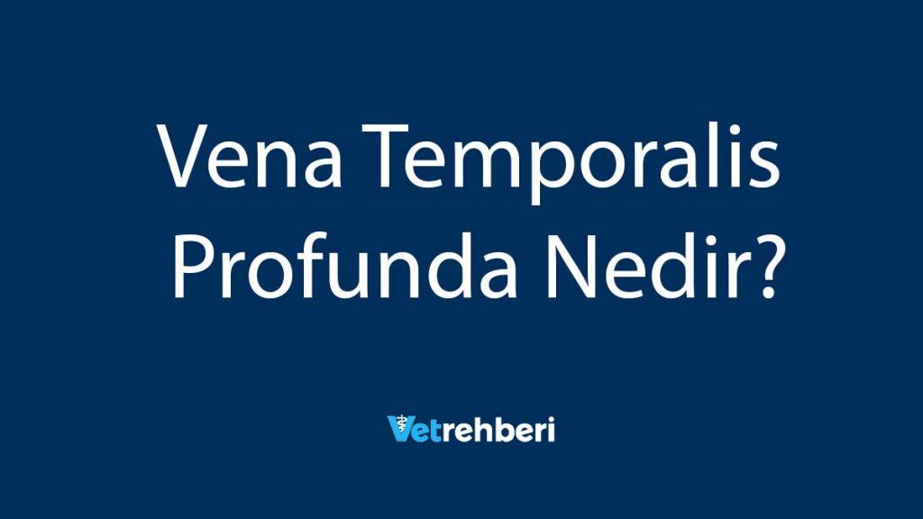 Vena Temporalis Profunda Nedir?