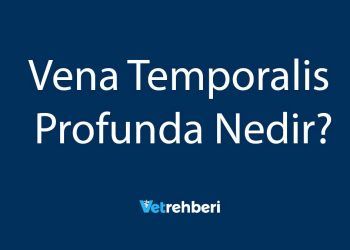 Vena Temporalis Profunda Nedir?