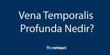 Vena Temporalis Profunda Nedir?