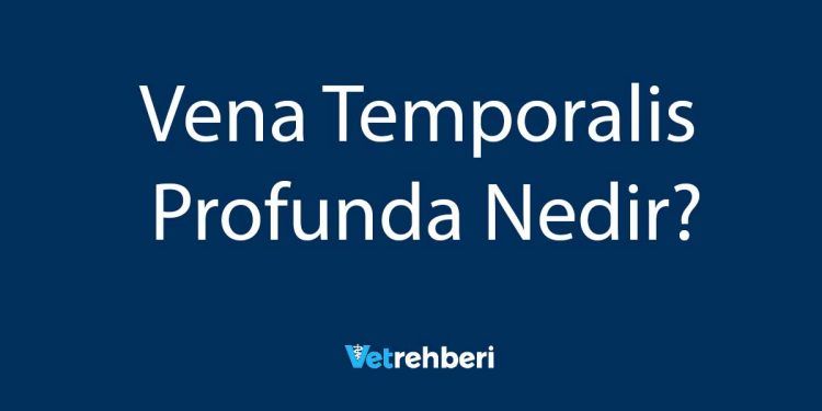 Vena Temporalis Profunda Nedir?