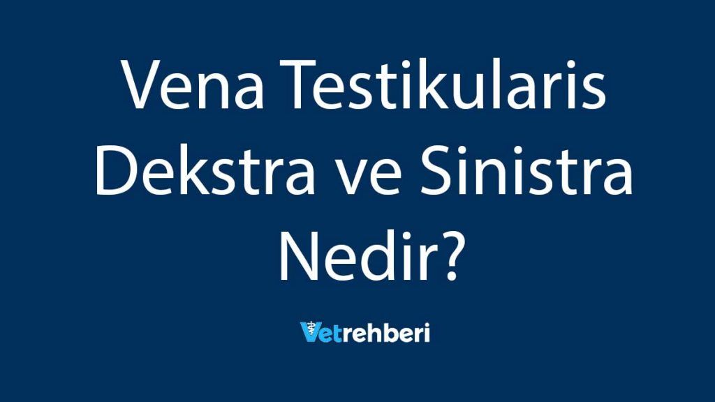 Vena Testikularis Dekstra ve Sinistra Nedir?