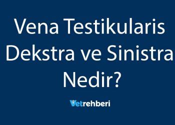 Vena Testikularis Dekstra ve Sinistra Nedir?