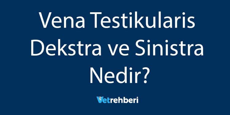 Vena Testikularis Dekstra ve Sinistra Nedir?