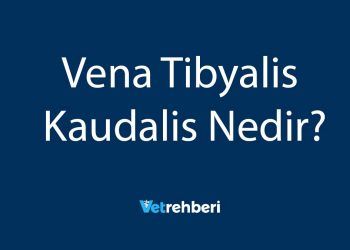 Vena Tibyalis Kaudalis Nedir?