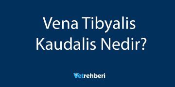 Vena Tibyalis Kaudalis Nedir?