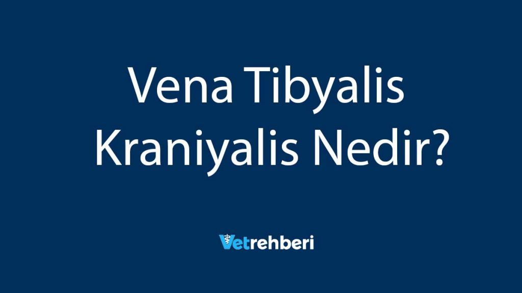 Vena Tibyalis Kraniyalis Nedir?