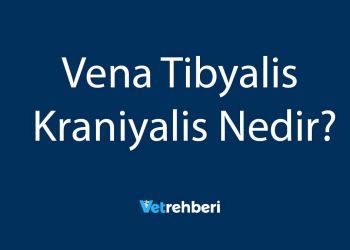 Vena Tibyalis Kraniyalis Nedir?