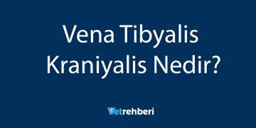 Vena Tibyalis Kraniyalis Nedir?