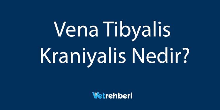 Vena Tibyalis Kraniyalis Nedir?