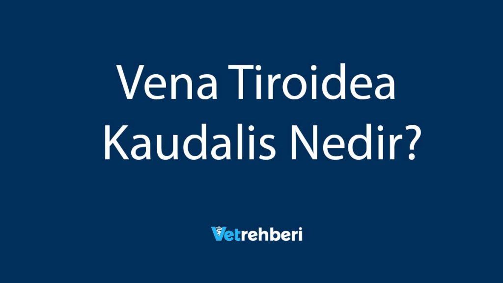 Vena Tiroidea Kaudalis Nedir?