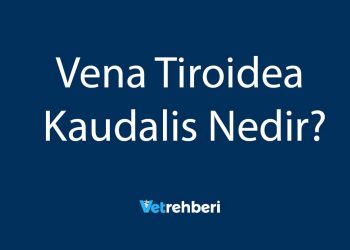 Vena Tiroidea Kaudalis Nedir?