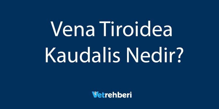 Vena Tiroidea Kaudalis Nedir?