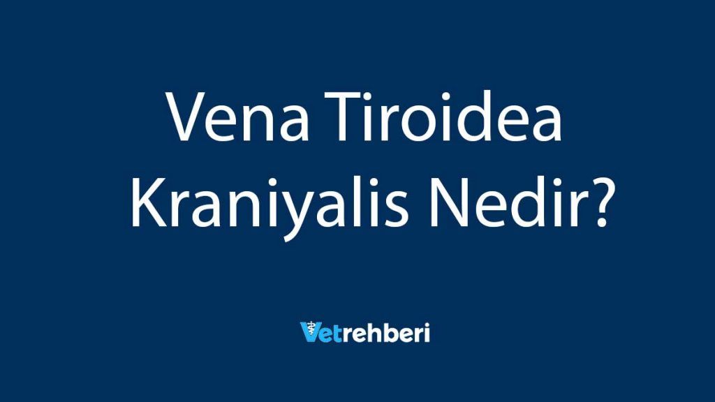 Vena Tiroidea Kraniyalis Nedir?