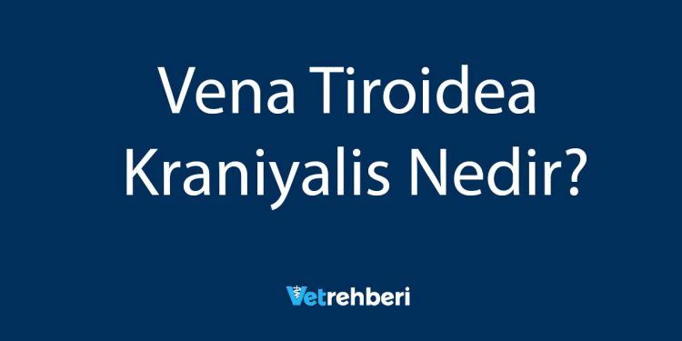 Vena Tiroidea Kraniyalis Nedir?