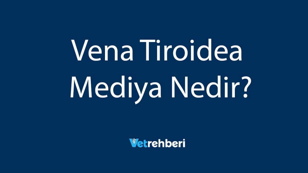 Vena Tiroidea Mediya Nedir?