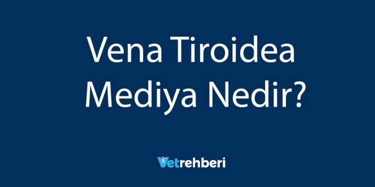 Vena Tiroidea Mediya Nedir?