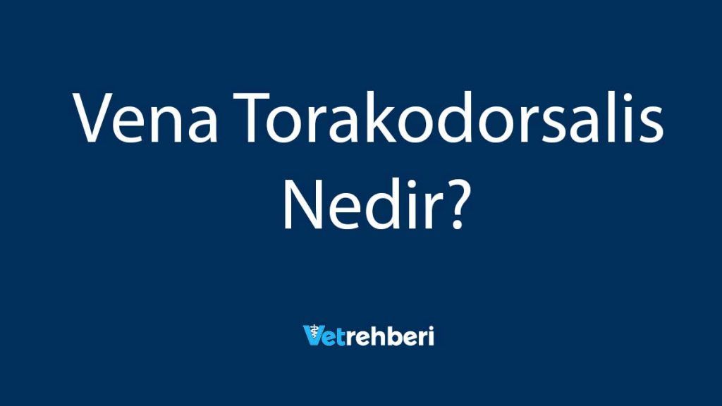 Vena Torakodorsalis Nedir?