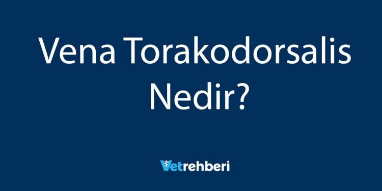 Vena Torakodorsalis Nedir?