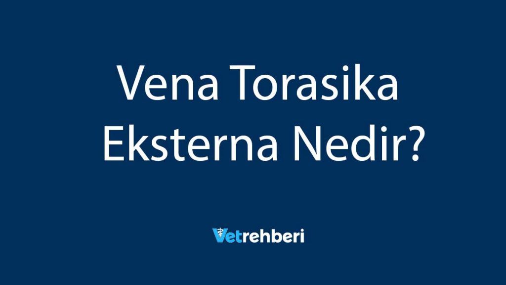 Vena Torasika Eksterna Nedir?