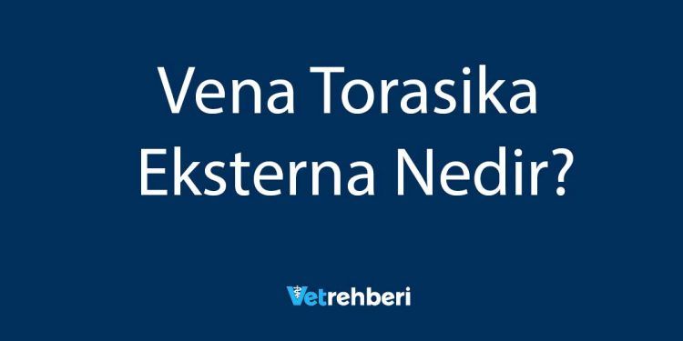 Vena Torasika Eksterna Nedir?