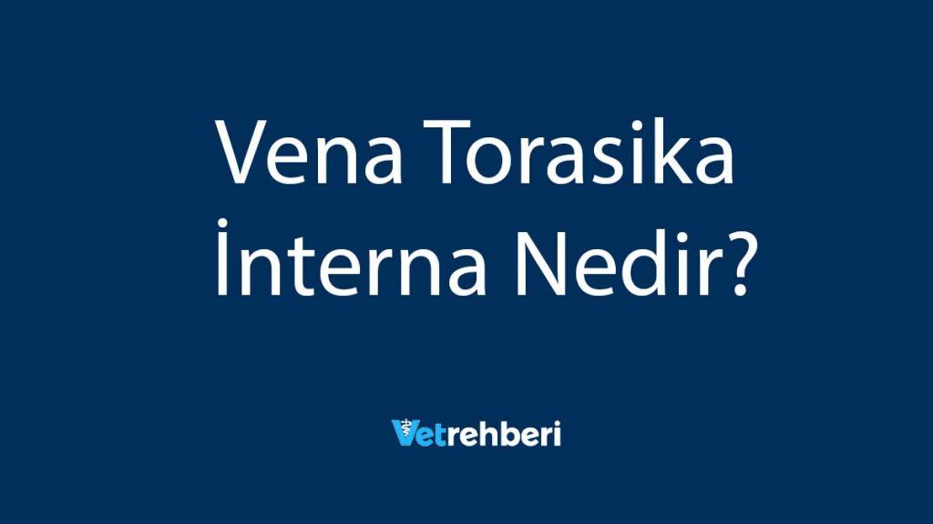 Vena Torasika İnterna Nedir?