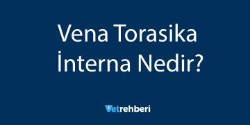 Vena Torasika İnterna Nedir?