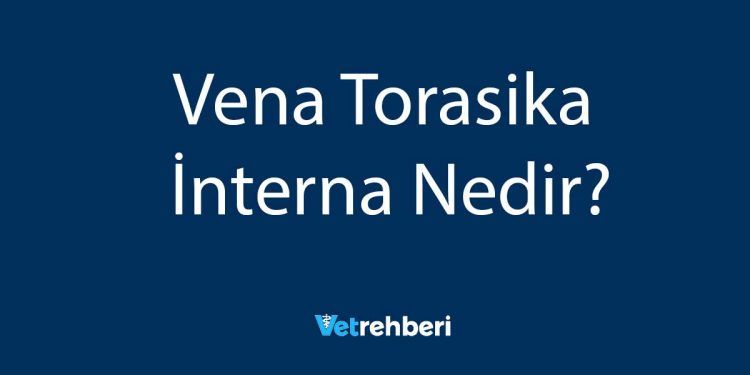 Vena Torasika İnterna Nedir?