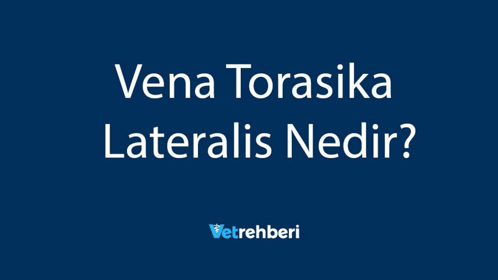 Vena Torasika Lateralis Nedir?