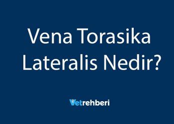 Vena Torasika Lateralis Nedir?